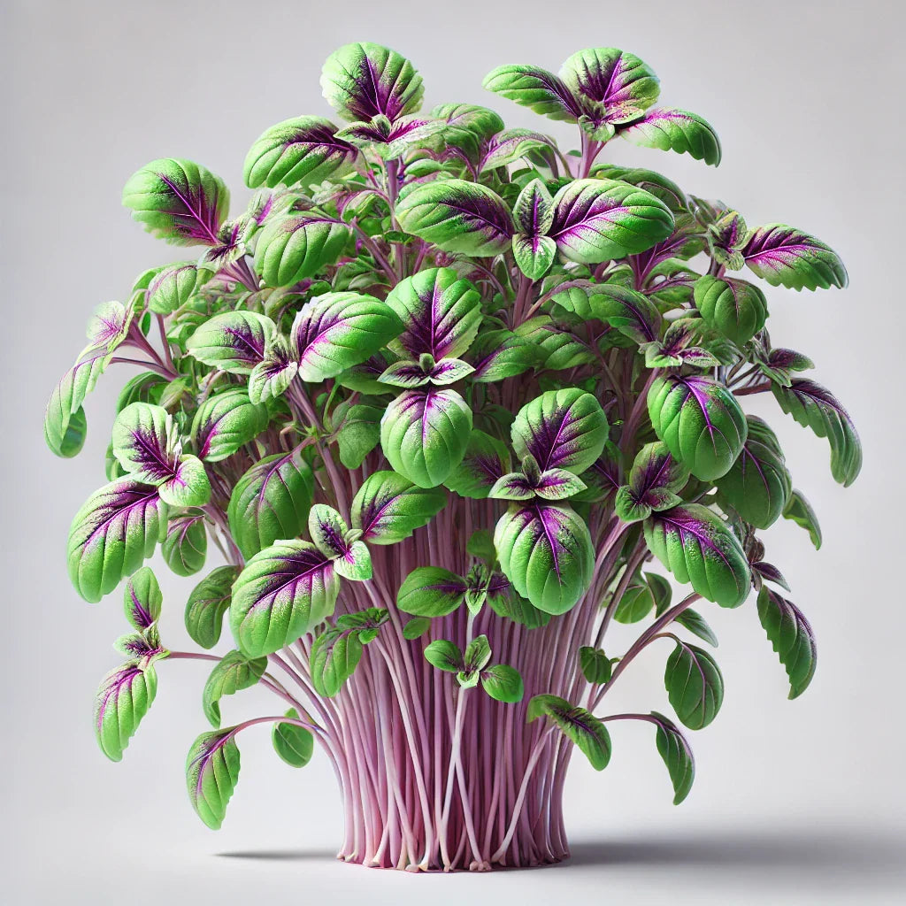 Basil (Bicolor)