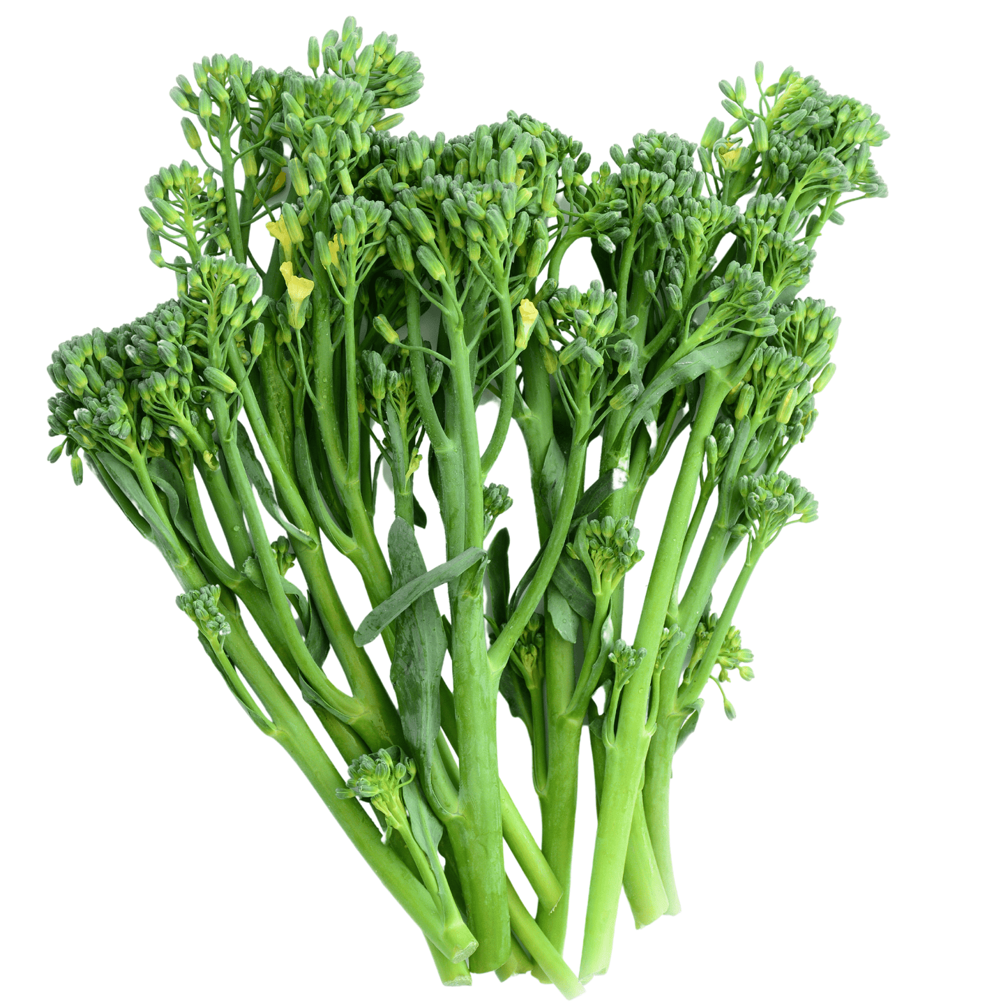 Broccolini Seeds
