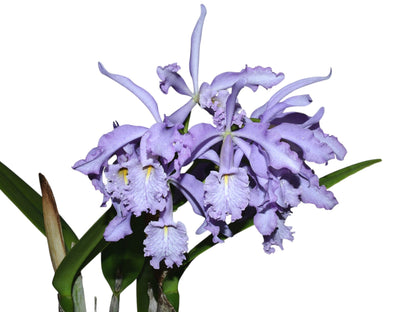 Cattleya maxima f. coerulea 'Gigi' x 'Angelo'