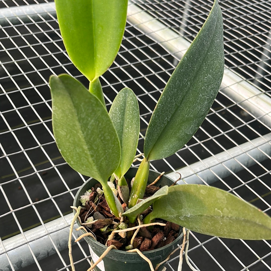 Rhyncholaeliocattleya Andacocha