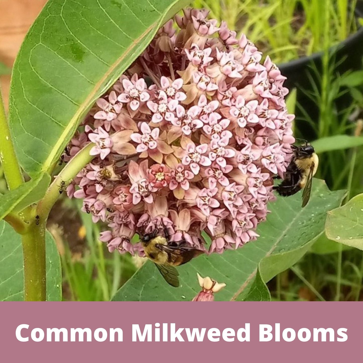 Common Milkweed Seed Pouch