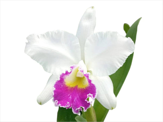 Cattleya Manuel Moran