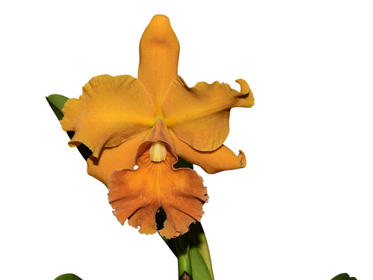 Rhyncholaeliocattleya Sandra Cordero