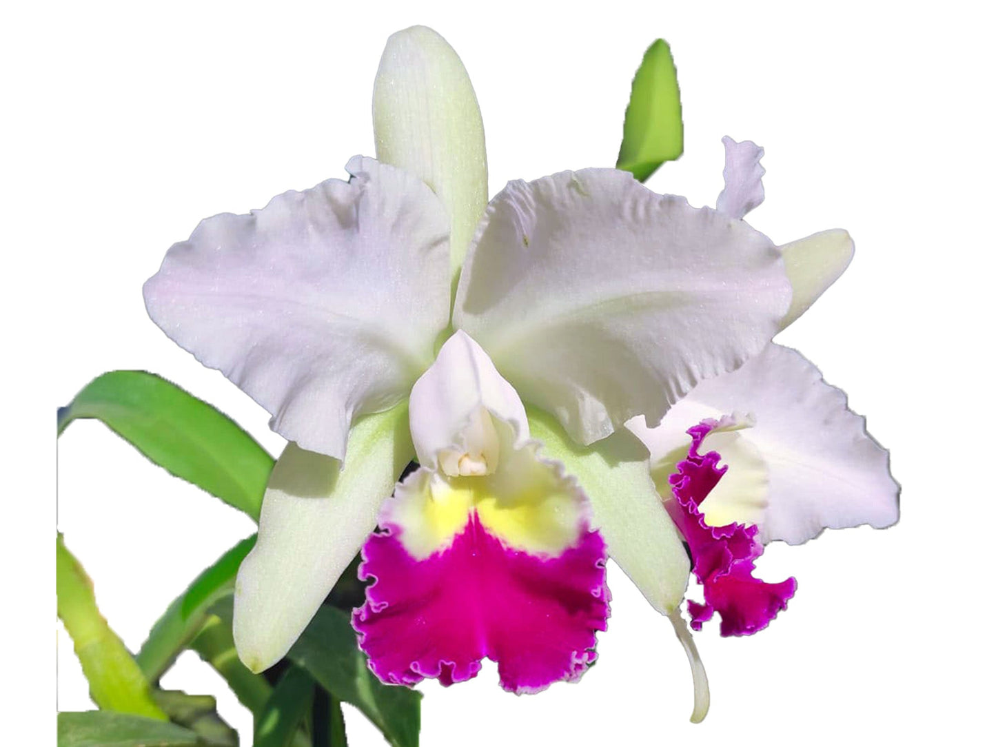 Cattleya Monarca