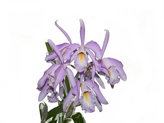 Cattleya maxima 2326 x yellow lip
