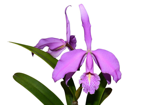 Cattleya maxima 'Barbara'