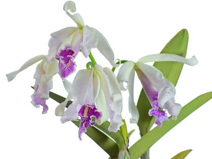 Cattleya maxima f. semialba 'Angel' x 'Rolando'