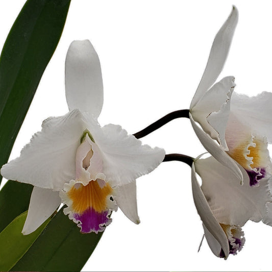 Cattleya quadricolor
