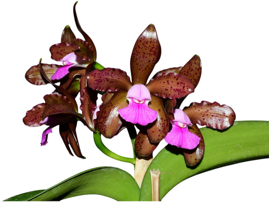 Cattleya tigrina