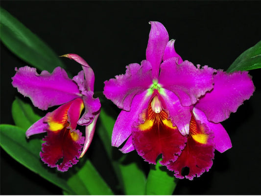 Cattleya warscewiczii var sanderiana x Blc. Chia Lin New City