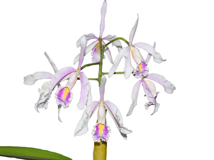 Cattleya maxima f. semialba 'Felipe' x f. semialba pink lip