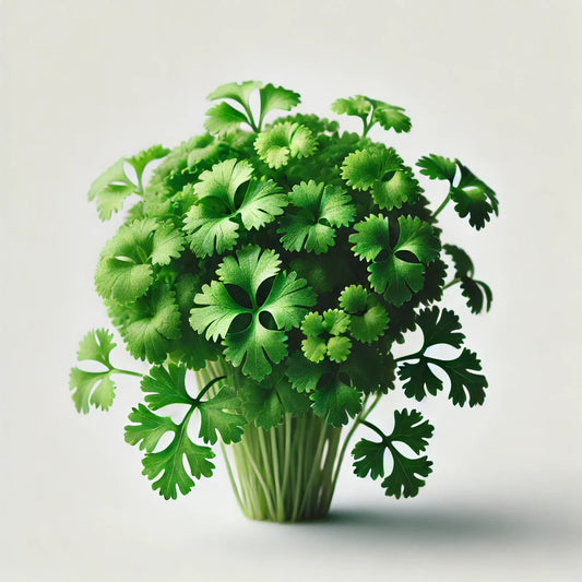 Cilantro (Monogerm)
