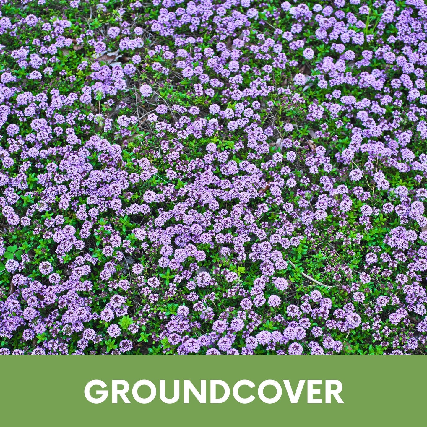 Creeping Thyme Seed Pouch