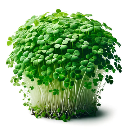 Clover