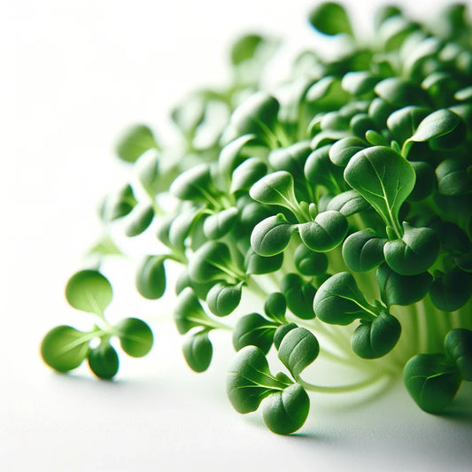 Arugula