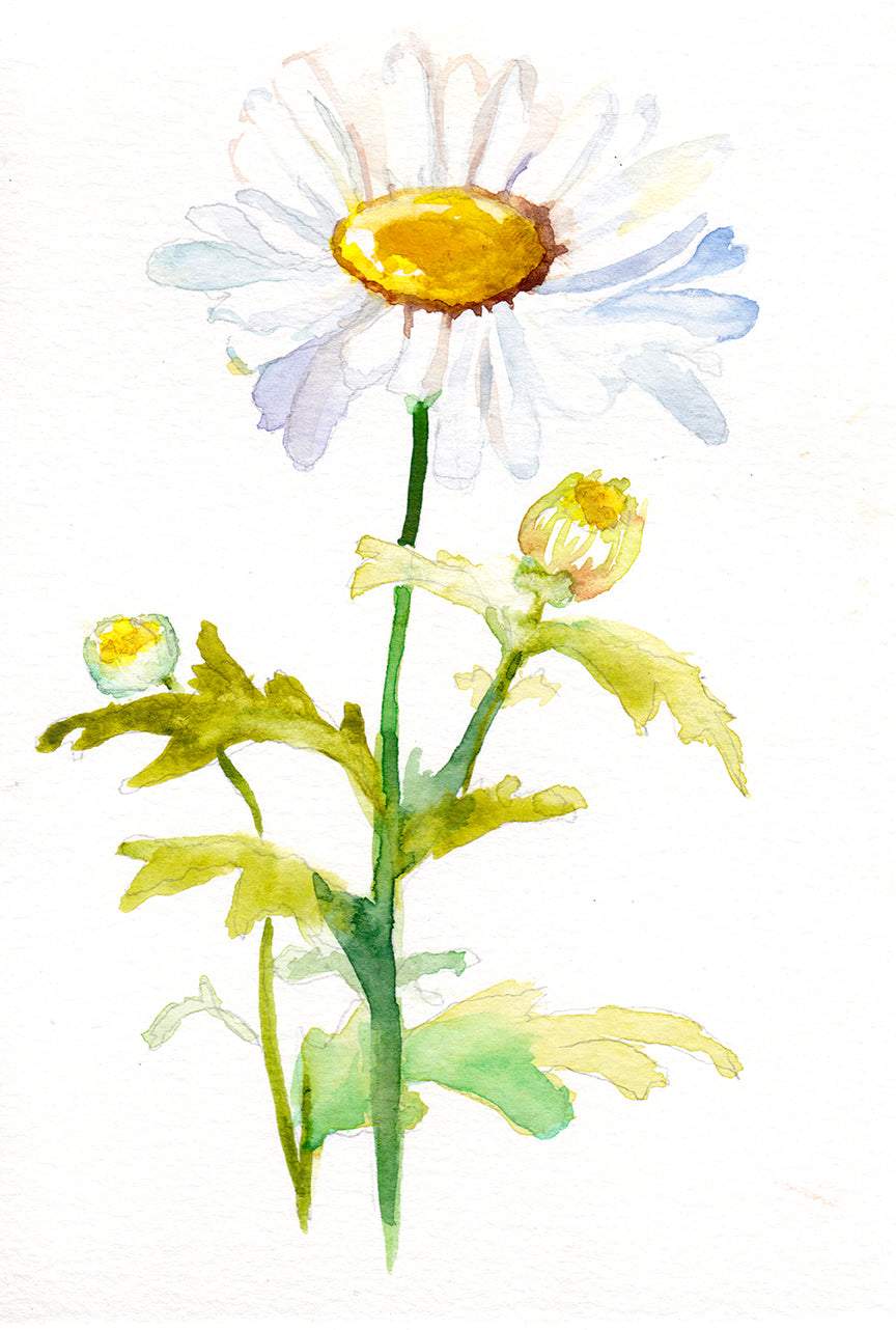 Daisy – April Birth Flower Art Print