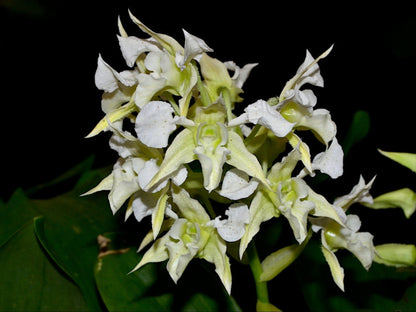 Dendrobium forbesii