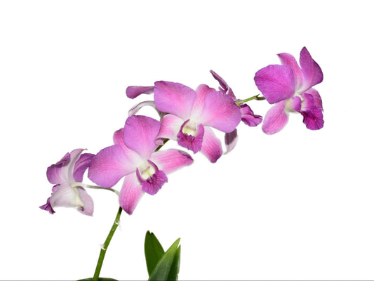 Dendrobium Airly Sweet Blue