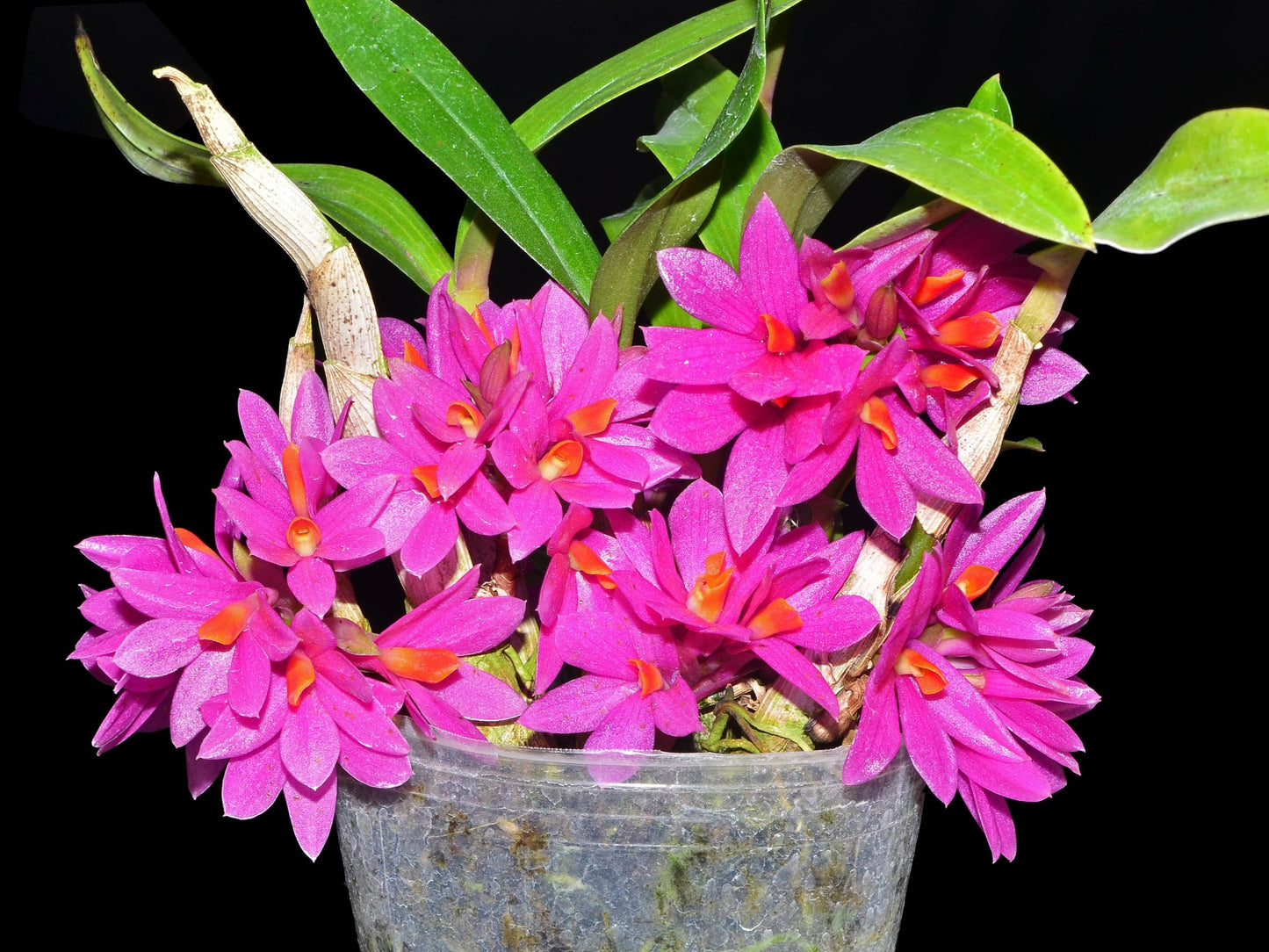 Dendrobium Hibiki