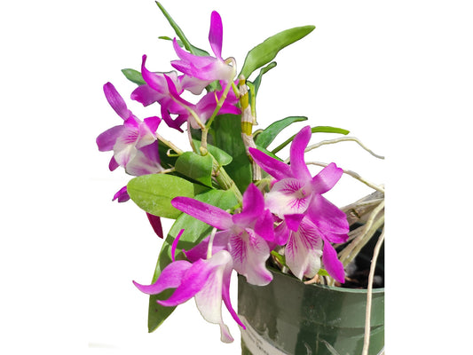 Dendrobium Rainbow Dance