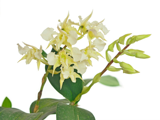 Dendrobium forbesii