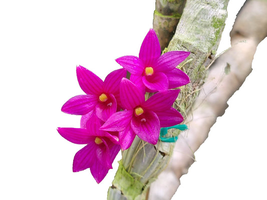Dendrobium goldschmidtianum (miyakei) x sib ('T3' x 'Hsinying')