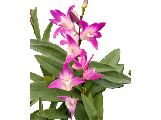 Dendrobium kingianum
