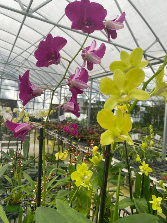Dendrobium hybrid (mix color)
