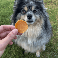Chicago Chicken Chips for Dogs | Dog Treats To Celebrate Our Hometown