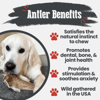 Elk Antler Dog Chews | All-Natural Whole and Split Elk Antler Chews for Dogs
