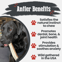 Elk Antler Dog Chews | All-Natural Whole and Split Elk Antler Chews for Dogs