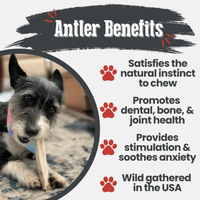 Elk Antler Dog Chews | All-Natural Whole and Split Elk Antler Chews for Dogs