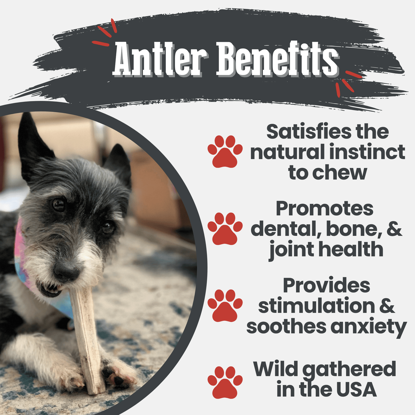 Elk Antler Dog Chews | All-Natural Whole and Split Elk Antler Chews for Dogs