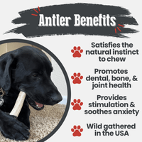 Elk Antler Dog Chews | All-Natural Whole and Split Elk Antler Chews for Dogs