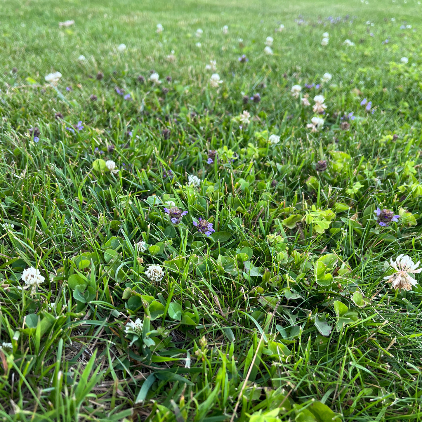 Thick Bee Lawn Seed Kit