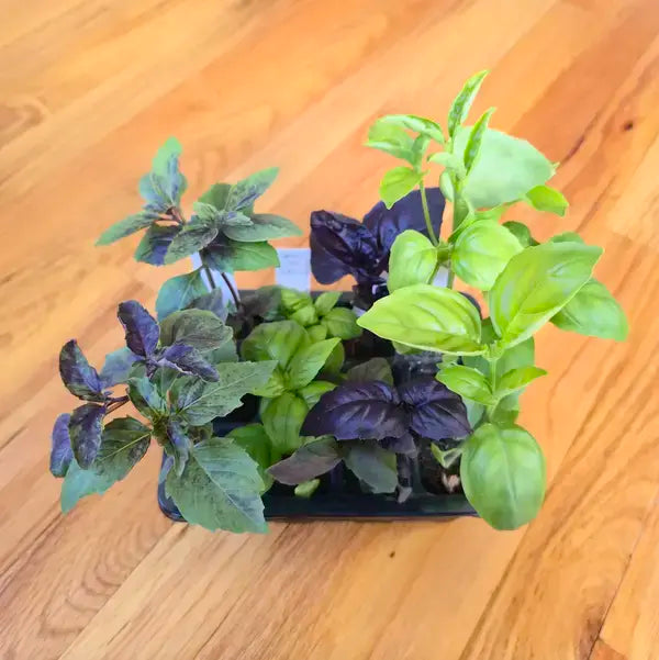 Grab & Grow Kit
