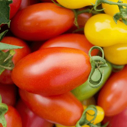 Roma Tomato Seeds
