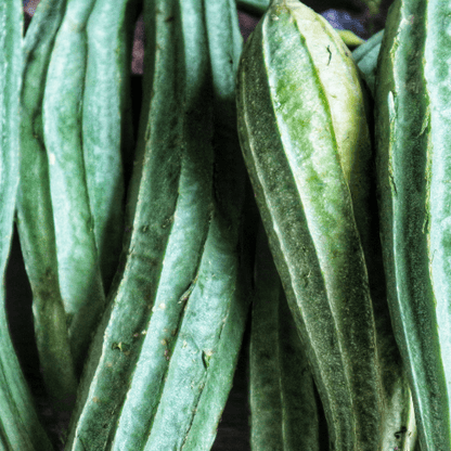 Luffa Sponge Seeds
