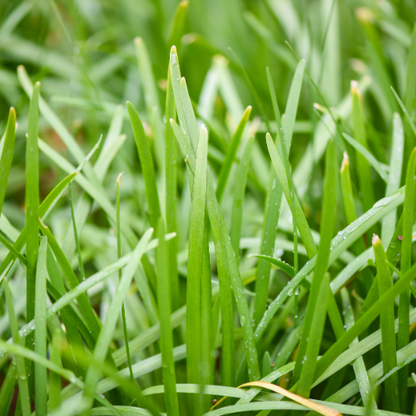 Garlic Chive Seeds