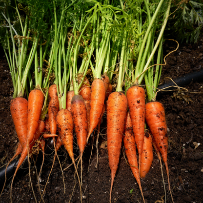 Danvers Carrot Seeds