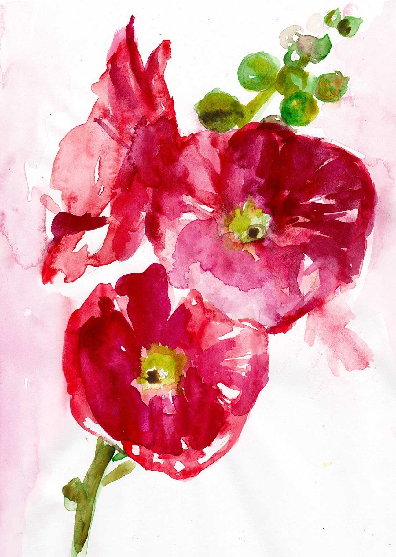 Hibiscus – Fine Art Print