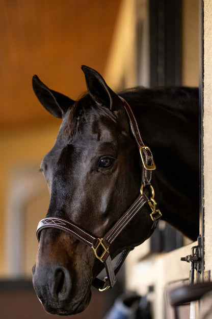 Huntley Equestrian Fancy Stitched Premium Leather Padded Halter