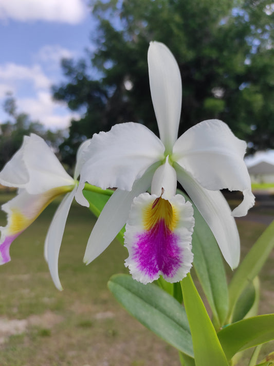 Cattleya mendelii 'Clarita'