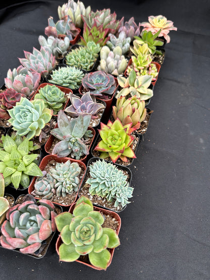 Half Flat Special - 32 succulents in 2” pots