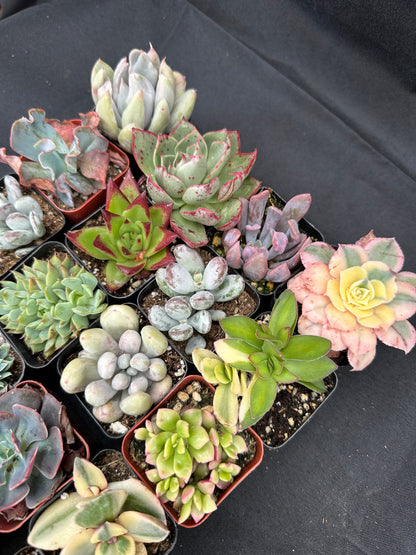 Half Flat Special - 32 succulents in 2” pots
