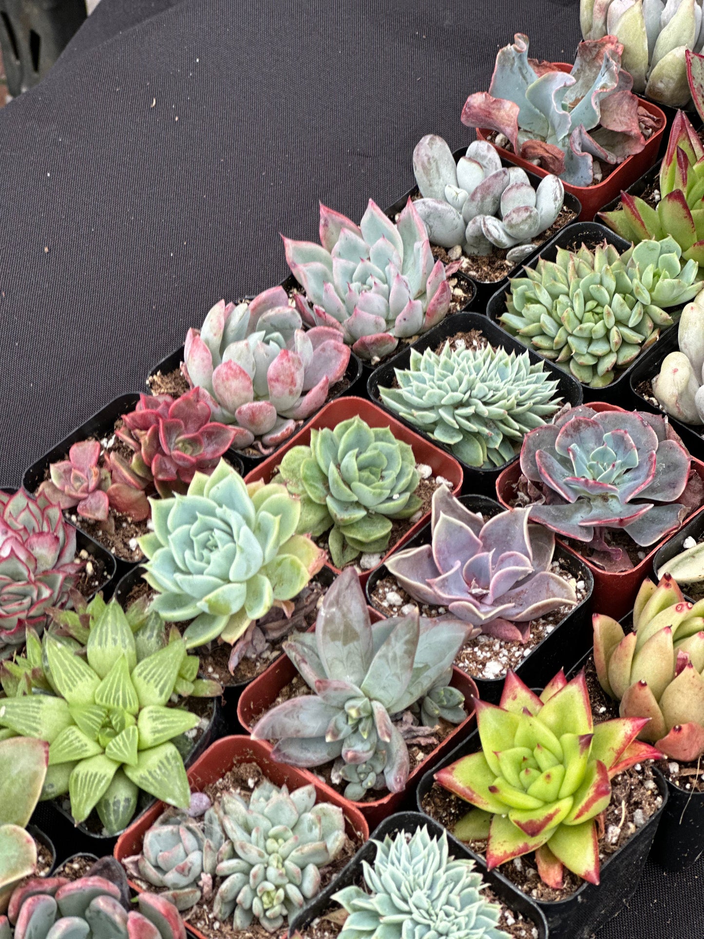 Half Flat Special - 32 succulents in 2” pots