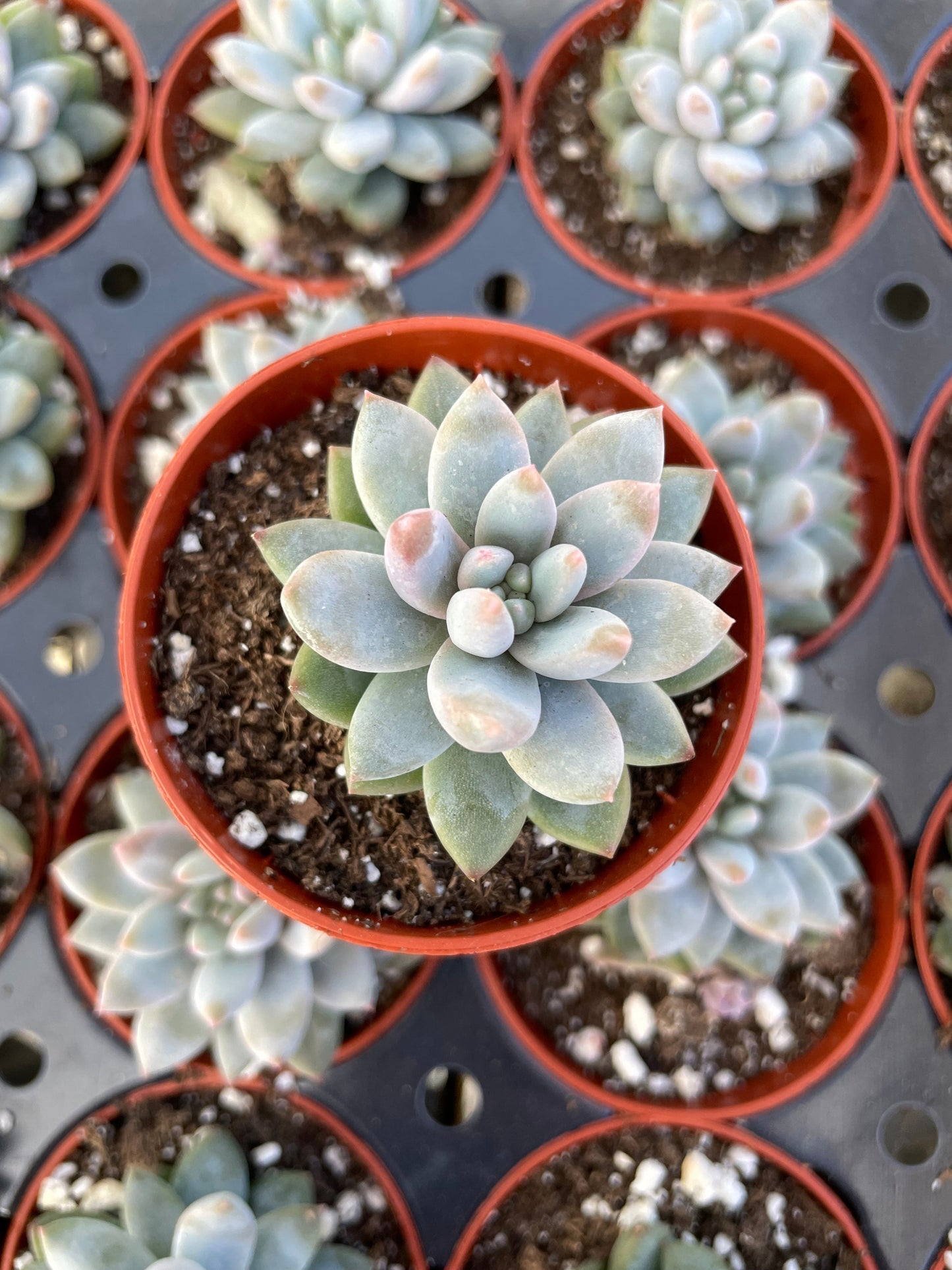 Echeveria Estrella - Tray of 40
