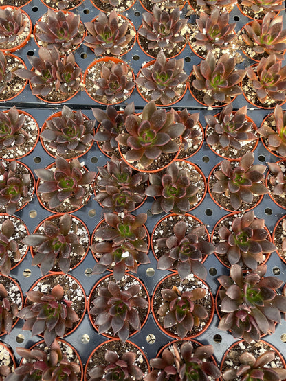 Echeveria Preta - Tray of 40