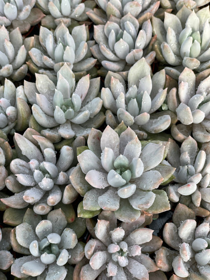 Echeveria Machette - Tray of 40