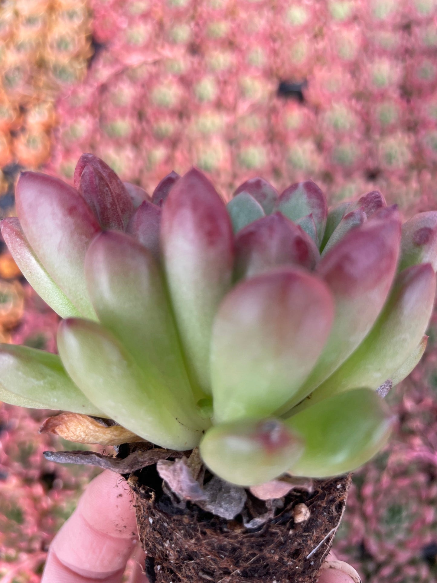 Echeveria Pink Ruby - Tray of 40